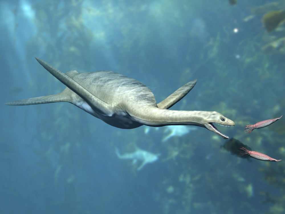 Kaiwhekea plesiosaur feeding on a pair of squid-like cephalopods Canvas Art - Nobumichi TamuraStocktrek Images (33 x 25)