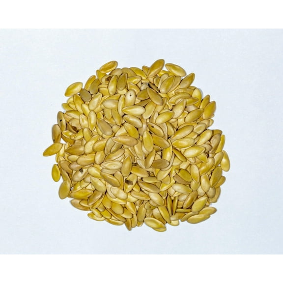 Kajari Melon (Indian Musk Melon) 100 MVR1Seed Packet by Kumar's Garden