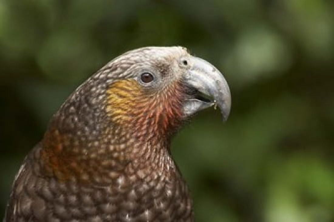 Kaka Tropical Bird Karori Sanctuary New Zealand Canvas Art - David Wall DanitaDelimont (34 x 23)