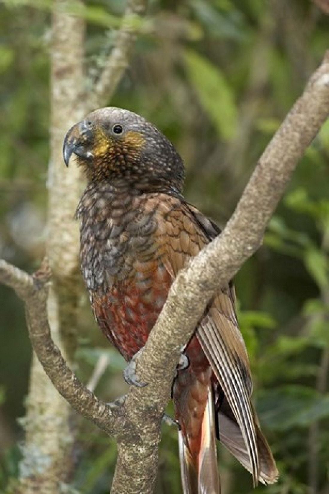 Kaka Tropical Bird Pukaha Mount Bruce New Zealand Canvas Art - David Wall DanitaDelimont (12 x 17)