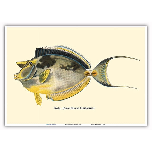 Kala (Acanthurus Unicornis) - Bluespined Unicorn Fish - from - Vintage Hawaiian Color Postcard c.1905 - Master Art Print 10in x 14in