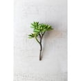 thumbnail image 1 of ARTIFICIAL SUCCULENT STEM, 1 of 2