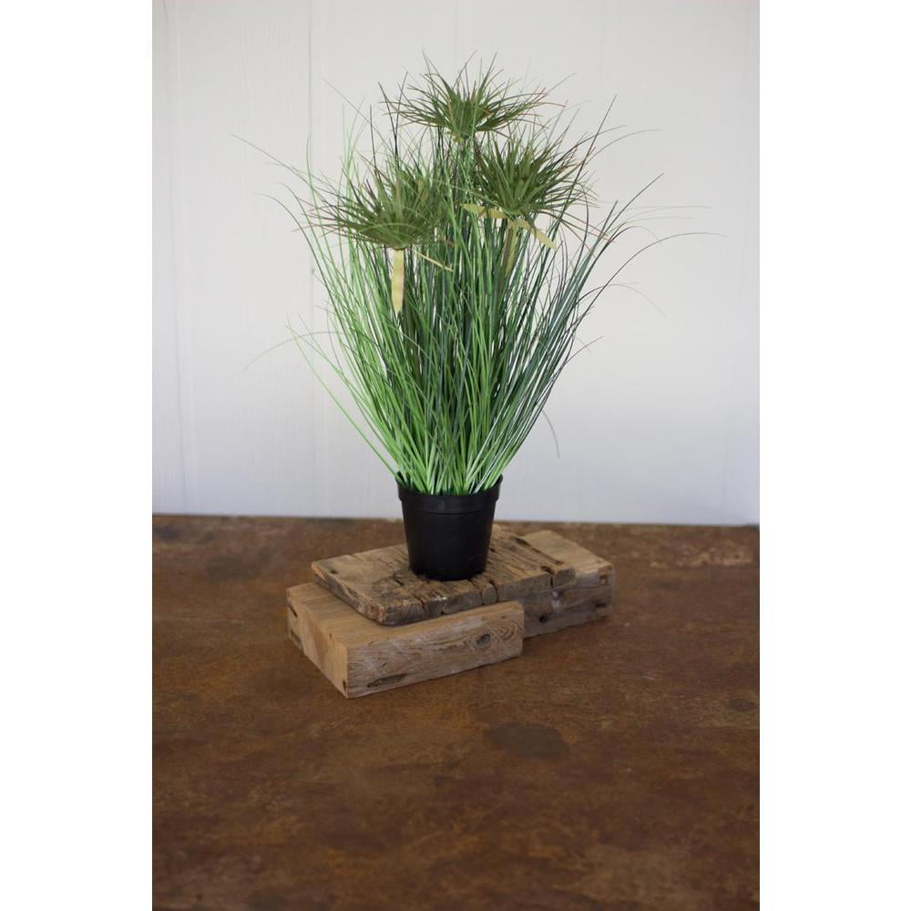 24" Green Cyprus Grass in Black Plastic Pot