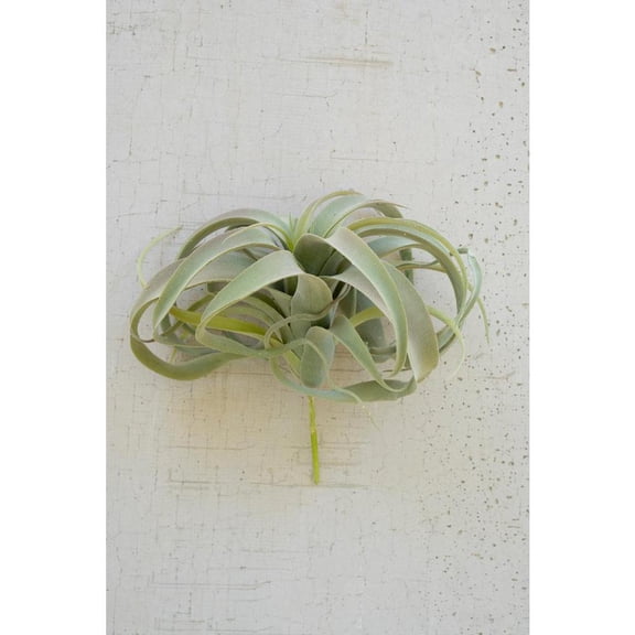 Kalalou Inc Extra Large Tillandsia Plant