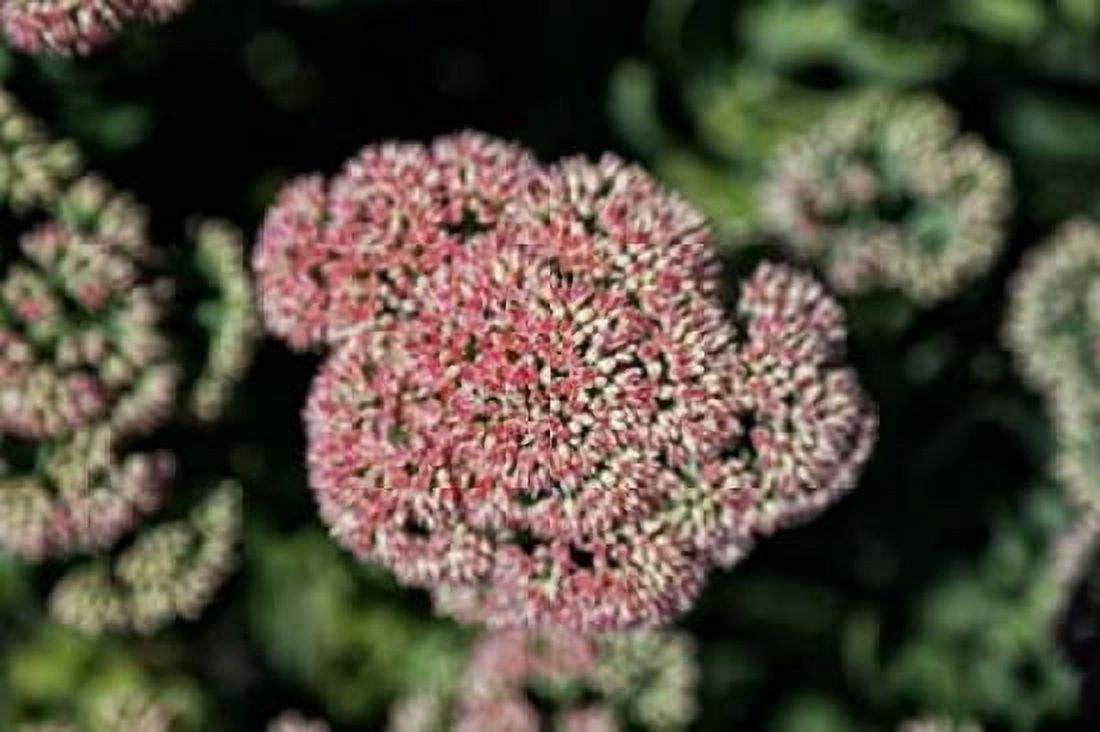 Kalanchoe Blossom I Canvas Art - Rita Crane (24 x 36)