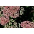 thumbnail image 1 of Kalanchoe Blossom II Poster Print by Rita Crane (12 x 18), 1 of 1