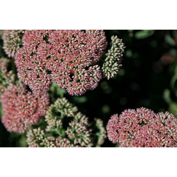 Kalanchoe Blossom II Poster Print by Rita Crane (12 x 18)