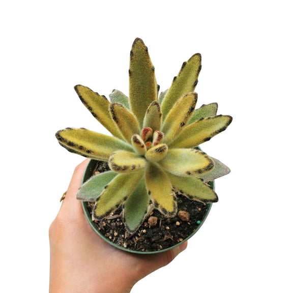 Kalanchoe Chocolate Solider Tomentosa Succulent (4"+ Plastic Pot) - Tiny, Lovely, Easy to Care Succulent for Beginners - Live Succulent for Home Office