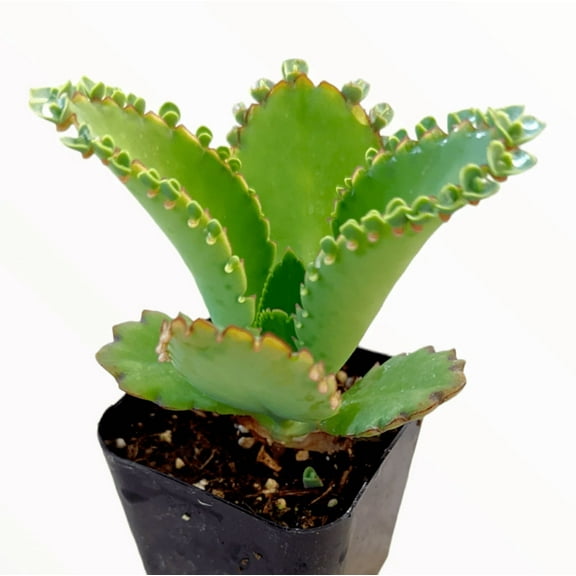 Kalanchoe Daigremontiana 'Mother of Thousands' Succulent Live Plant 2 Inch for Indoor Outdoor Home Office Garden Decor