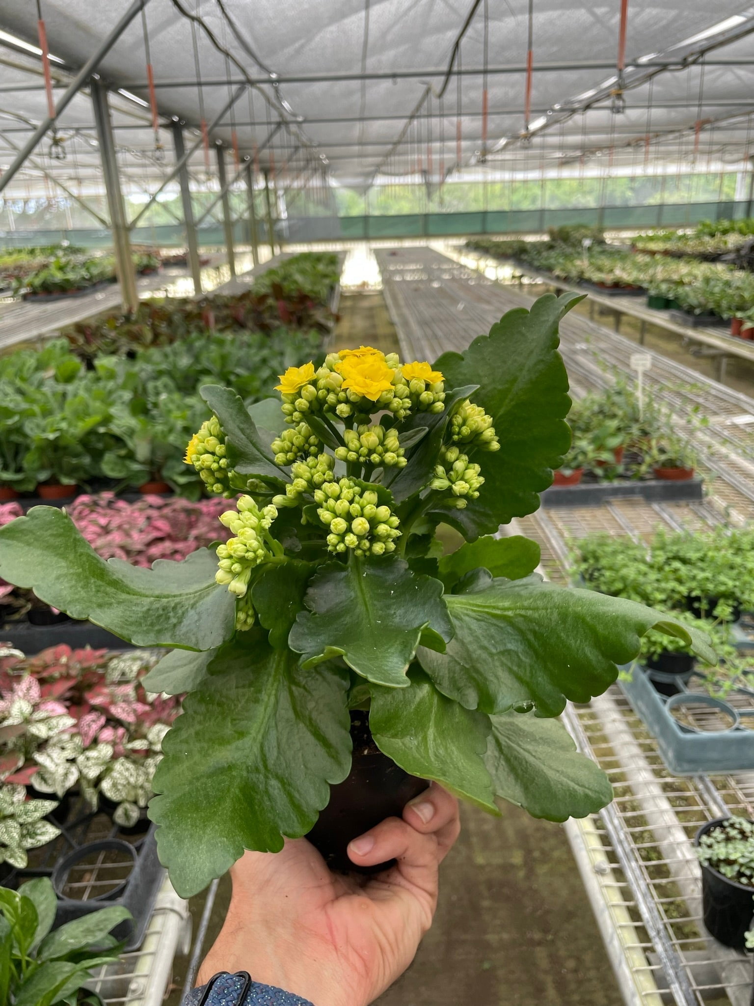 Kalanchoe Flowering Plant - Live Air-Purifying Indoor Plant in Nursery Pot – Easy Care, Low Maintenance Houseplant for Home & Office Decor, Natural Air Cleaner, Best for Beginners (4"Pot, Yellow)