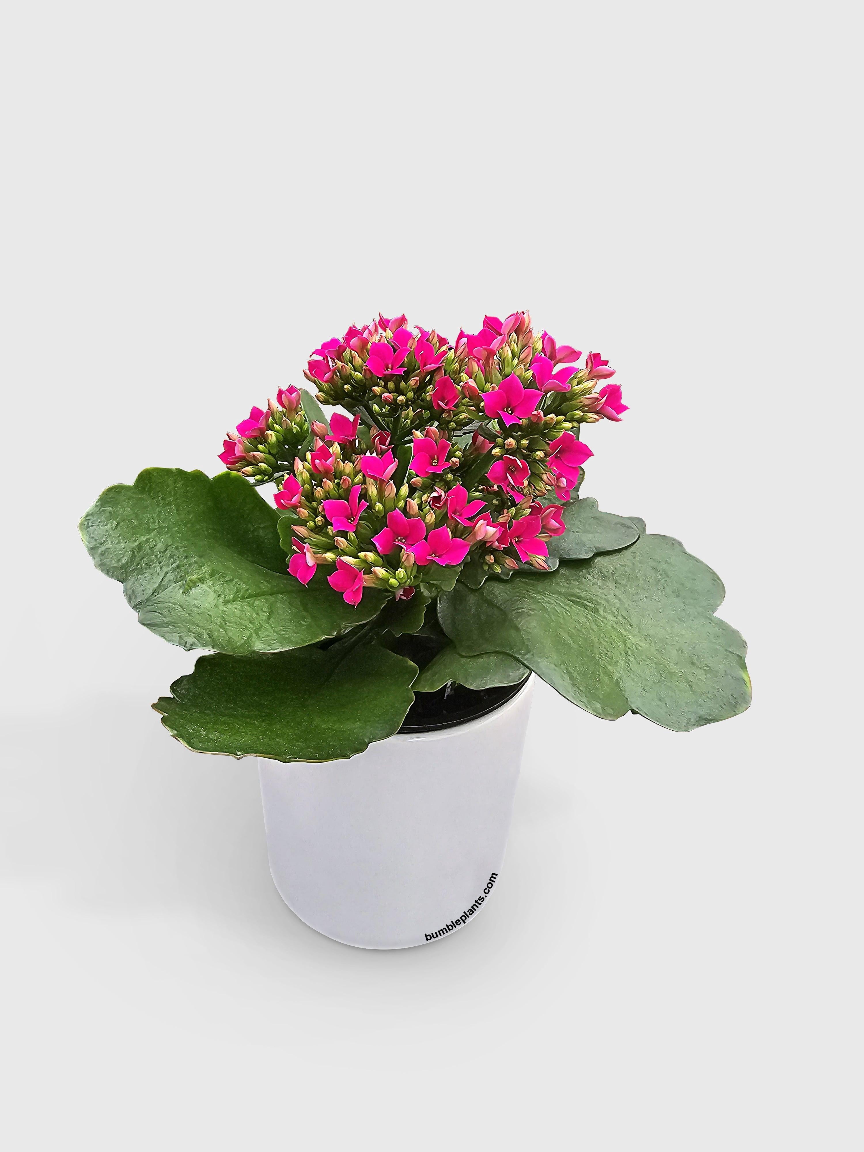 Kalanchoe Flowering Plant - Live Air-Purifying Indoor Plant in Nursery Pot – Easy Care, Low Maintenance Houseplant for Home & Office Decor, Natural Air Cleaner, Best for Beginners (4"Pot, CandyCane)