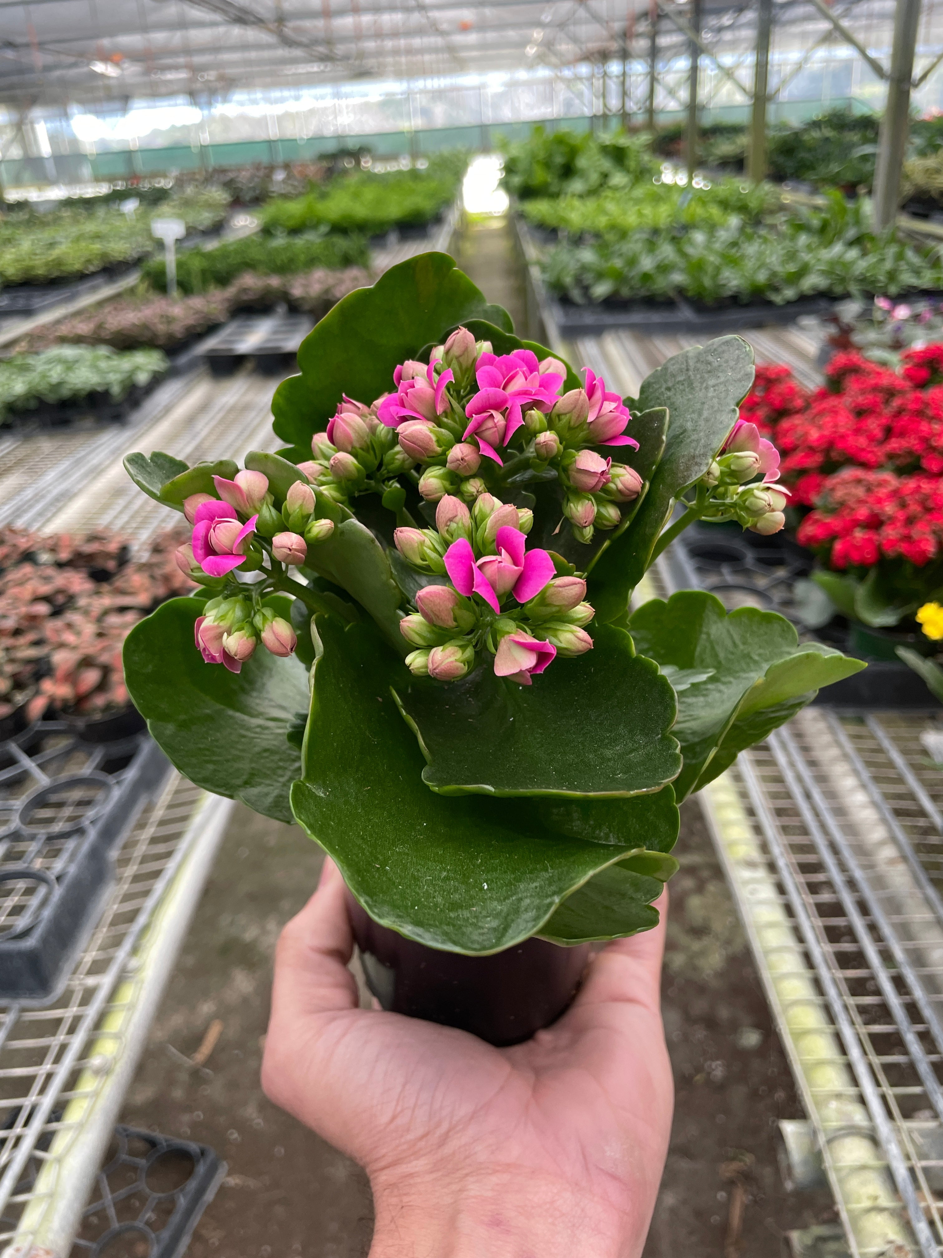 Kalanchoe Flowering Plant - Live Air-Purifying Indoor Plant in Nursery Pot – Easy Care, Low Maintenance Houseplant for Home & Office Decor, Natural Air Cleaner, Best for Beginners (4"Pot, Pink)