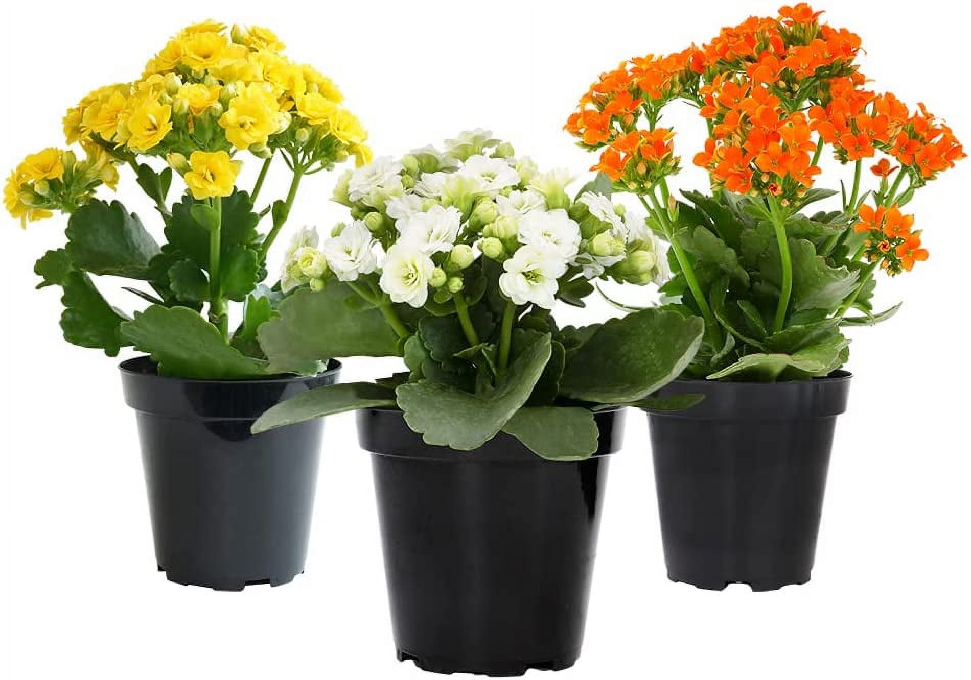 Kalanchoe Live Succulents Plants Live Flowers (3 Pack), Kalanchoe Plant