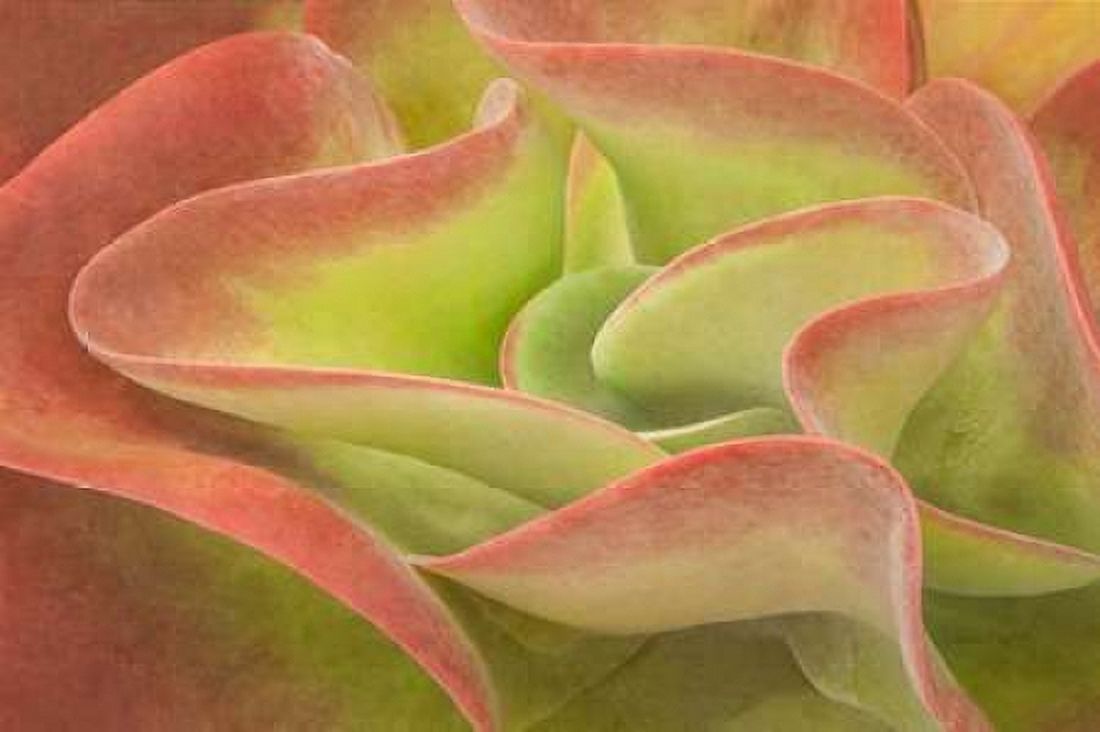 Kalanchoe Luciae The Beautiful Canvas Art - Ramona Murdock (12 x 18)