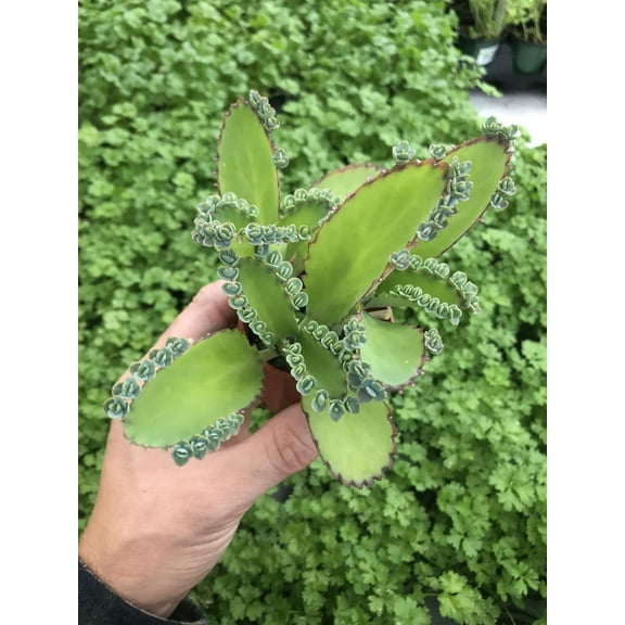 Kalanchoe " Mexican Hat Plant" Live houseplant in 2.5" Pot. Plantlets Included.