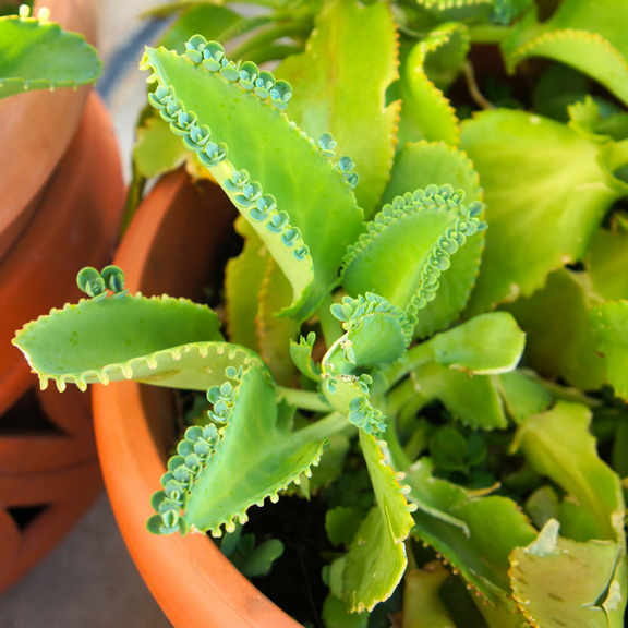 Kalanchoe Mother Of Thousands Plant Live, Succulent Live Plant, In 4" Pot To Grow