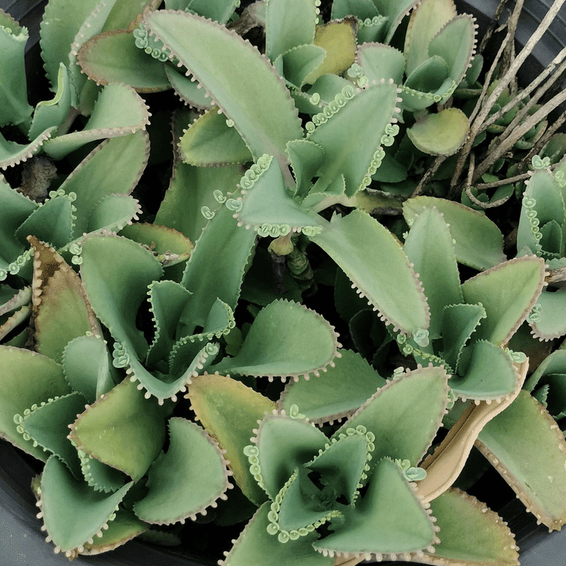 Kalanchoe Mother of Thounsands Plant Live in 4'' Pot, Mother of Thousands  Live Plant, Kalanchoe Plants Live, Easy Care Succulent Indoor Houseplant -  Walmart.com