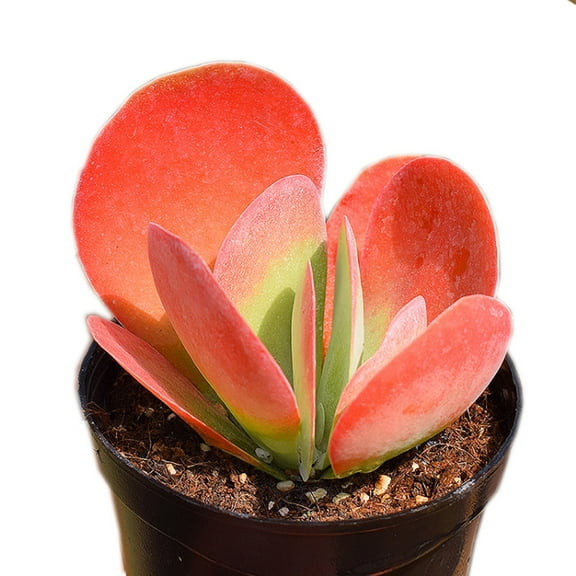 Kalanchoe Paddle Plant - Unique Flapjack Succulent with Vibrant Foliage - Drought-Tolerant Indoor/Outdoor Beauty for Your Home or Garden