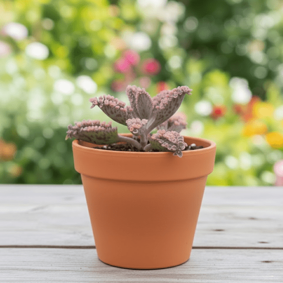 Kalanchoe Pink Butterfly Live Plant, Pink Kalanchoe Plant Live Houseplant, 2 inch Pot for Planting