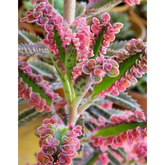 Kalanchoe Pink Butterfly Live Plant in 2" Pot - Variegated Mother of Thousands Succulent, Easy Care Indoor Houseplant