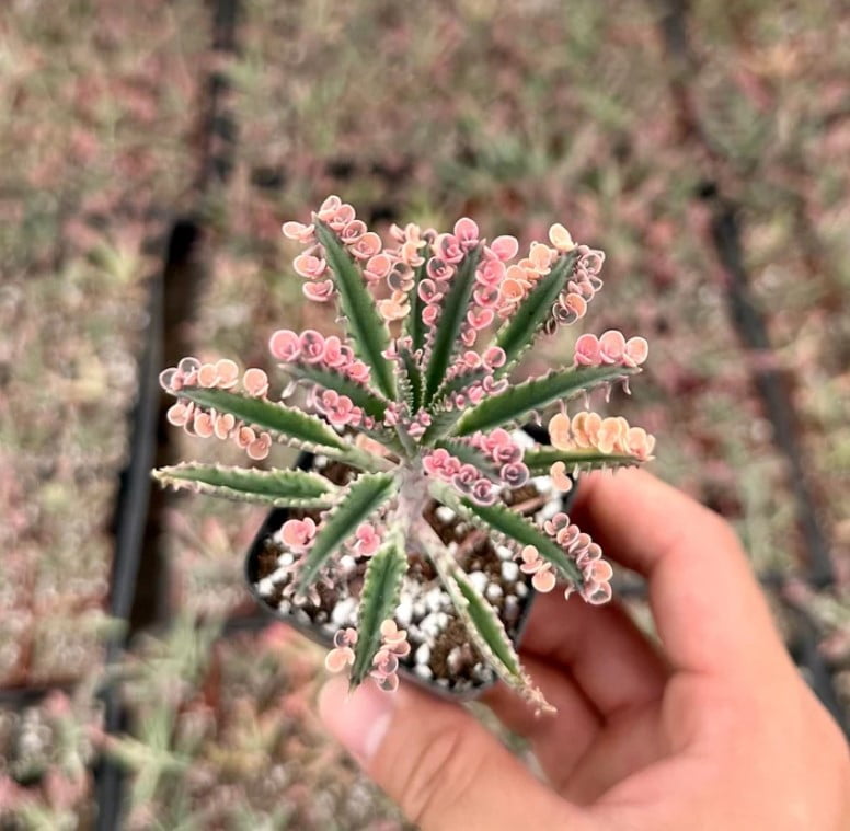 Kalanchoe Pink Butterfly Live Plant in 2" pot - Pink Pink Kalanchoe Mother  of Thousands - Pink Succulent - Variegated Succulent Live Houseplant -  Walmart.com