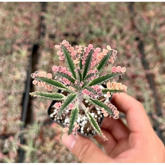 Kalanchoe Pink Butterfly Live Plant in 2" pot - Pink Pink Kalanchoe Mother of Thousands - Pink Succulent - Variegated Succulent Live Houseplant