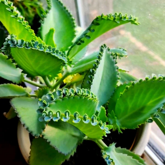 Kalanchoe Plant Live, Mother Of Thousands Plant Live, In 2" Pot, Succulent Live Plant Indoor Outdoor