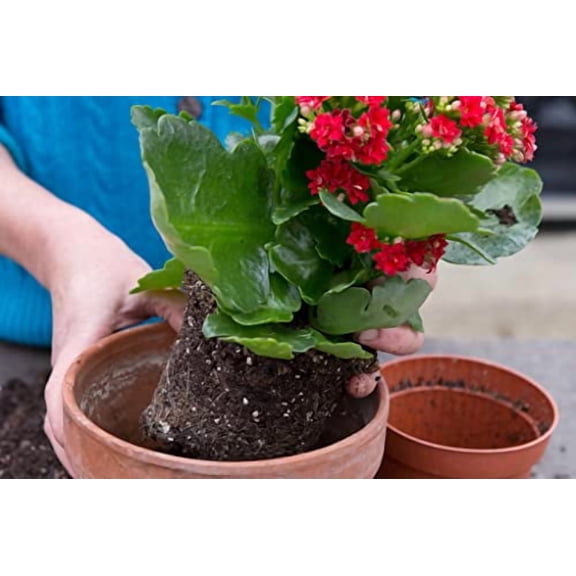 Kalanchoe Plant Premium Potting Mix - Unleash The Full Potential of Your Plants with The Best Mix Available - 5 Quart