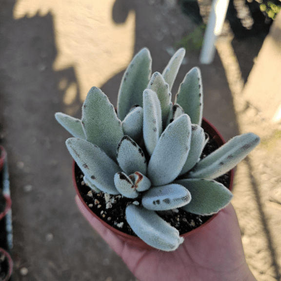 Kalanchoe Tomentosa Panda Plant, 2in pot