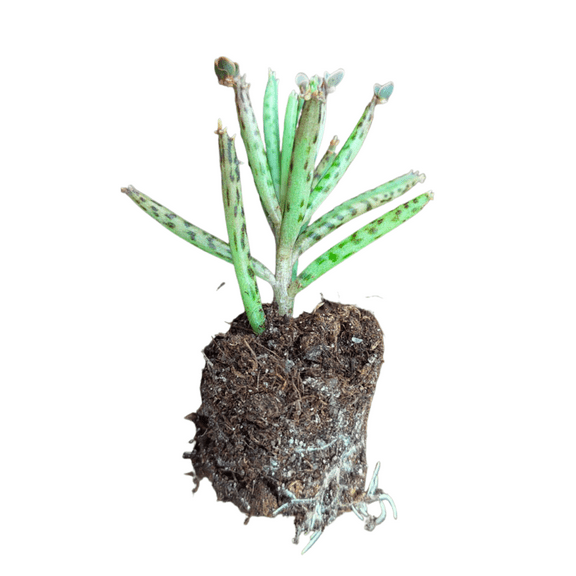 Kalanchoe Tubiflora 2-inch Pot, Mother of Millions Duo, Drought-Tolerant Succulent Starter Plant