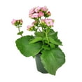 thumbnail image 1 of Kalanchoe blossfeldiana 'Calandiva Pink' (4.5" Grower Pot) - Best Flowering Houseplant for Home Office - Live Healthy Easy to Care Houseplant for Beginners, 1 of 6