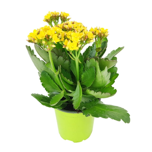 Kalanchoe blossfeldiana 'Calandiva Yellow'(4" Grower Pot) - Medium to Bright Light Houseplants for Home and Office Decoration