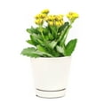 thumbnail image 1 of Kalanchoe blossfeldiana 'Calandiva Yellow'(4" Minimalist Pot) - Medium to Bright Light Houseplants for Home and Office Decoration, 1 of 3