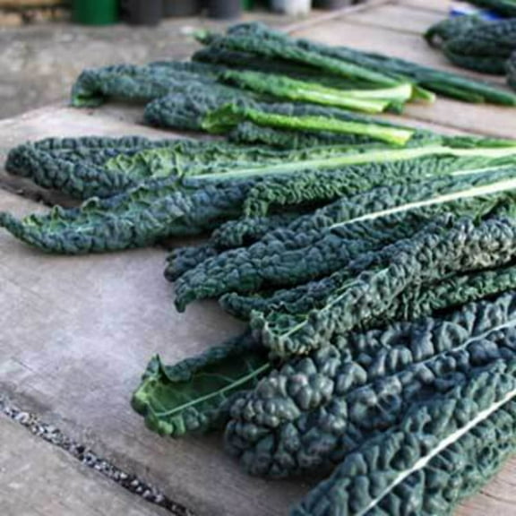 Kale Black Magic Seed