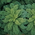 thumbnail image 1 of Kale Darkibor F1 Organic Seed, 1 of 3
