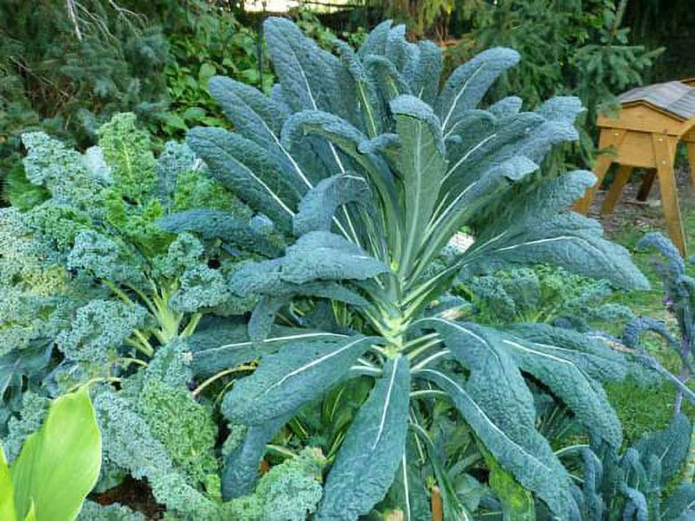 Kale Lacinato (AKA Dinosaur or Tuscan) Great Heirloom Vegetable 1 Lb Seeds