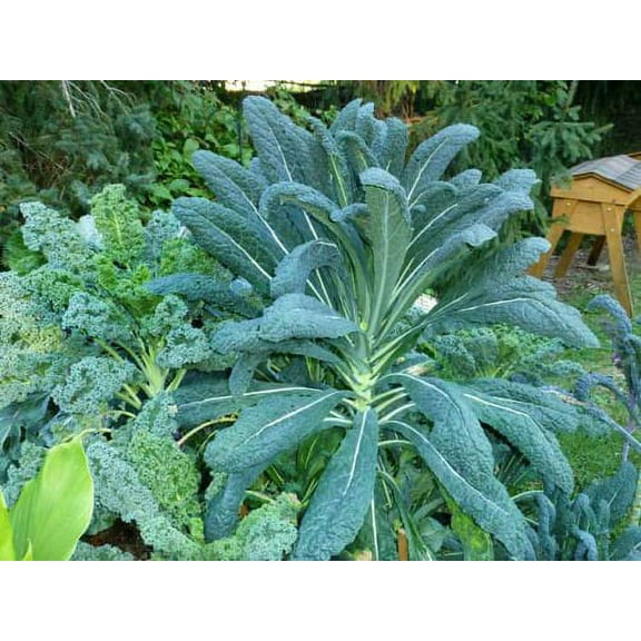 Kale Lacinato (AKA Dinosaur or Tuscan) Great Heirloom Vegetable 1 Lb Seeds