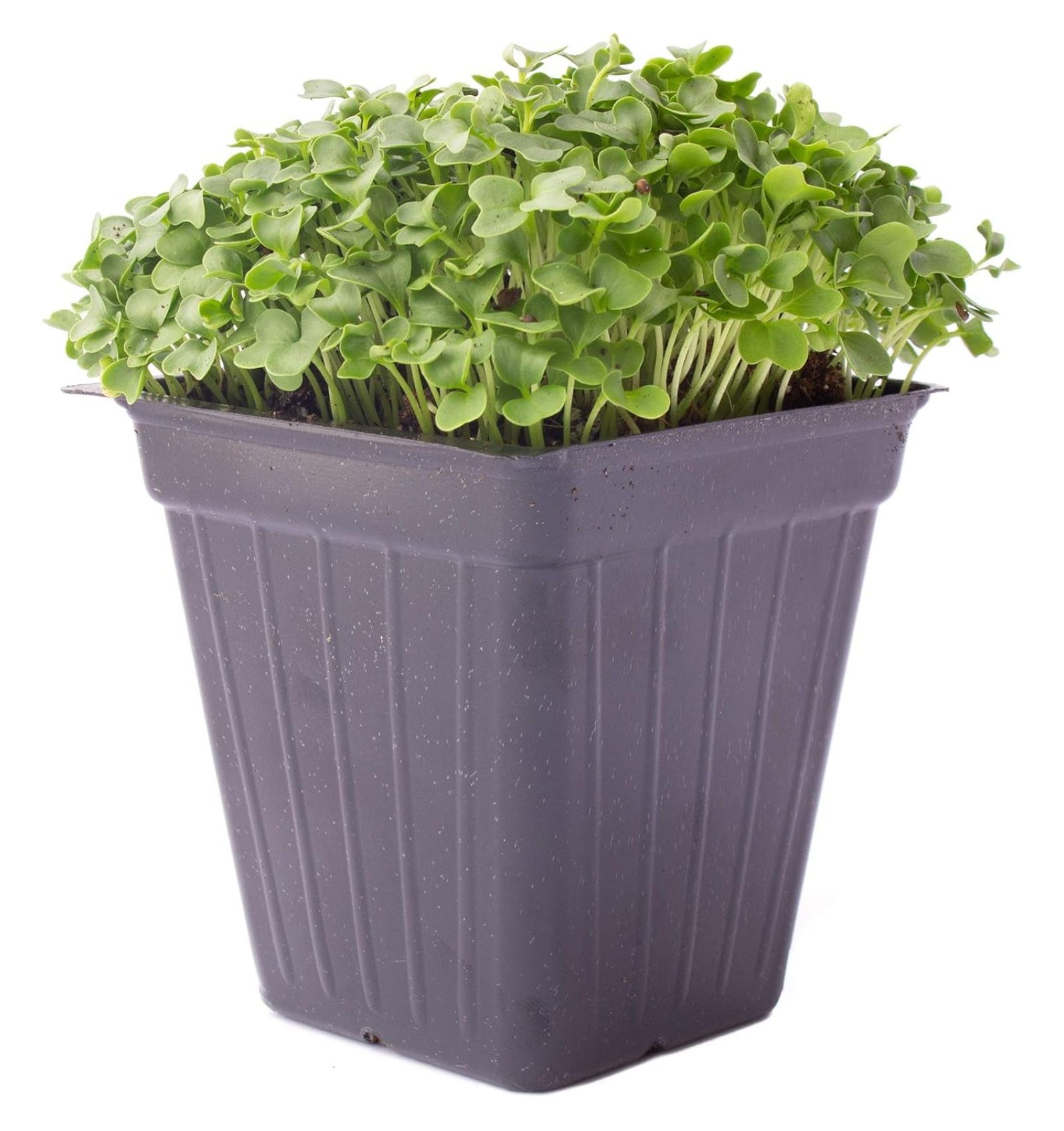 Kale Microgreens Seeds 5 Lb 640,000 Seeds NonGMO Seeds for