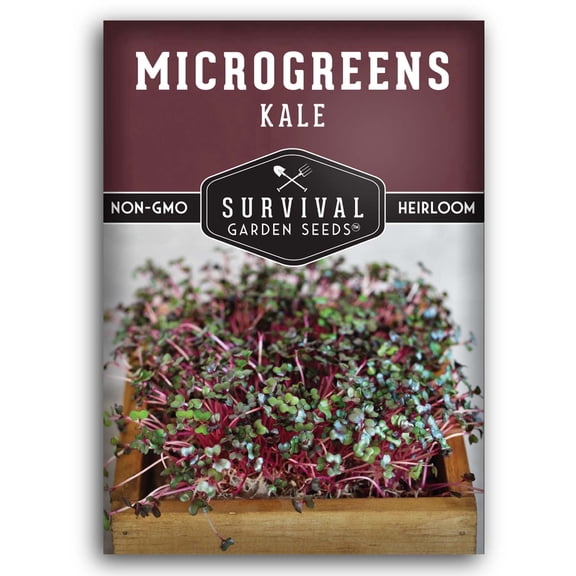 Kale Microgreens Sprouting Seeds - Partial Sun Annual Vegetable - 1 Pack