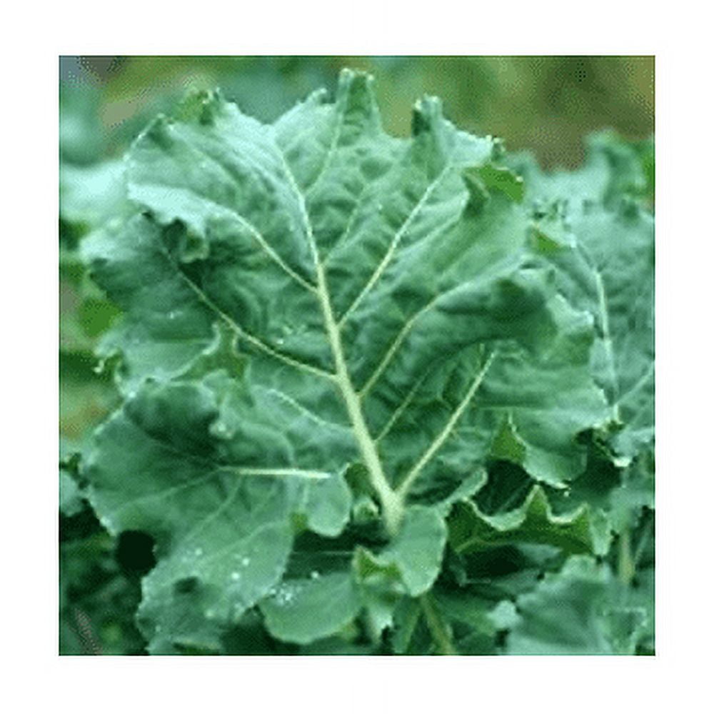 Kale Premier Great Heirloom Vegetable by Seed Kingdom Bulk 5 Lb Seeds