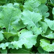 Kale, Premier Seeds, Non-GMO, 200 Seeds per Package. High yielding Product Name