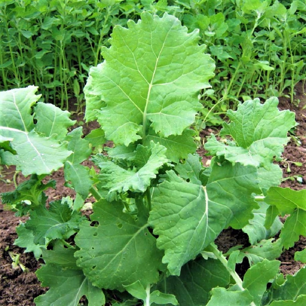 Kale Seed, Dwarf Siberian, 100 Seeds, Non-GMO, Great for Salads, STIR Fry, Country Creek Acres