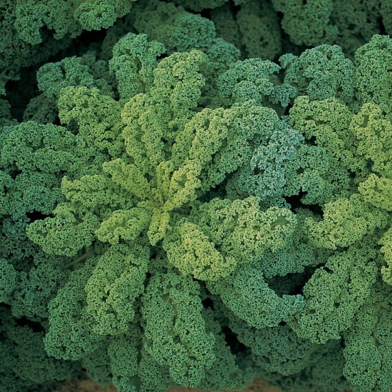 Kale Seeds - Darkibor Organic Variety Kale Seeds - Non-GMO - 50 Seeds