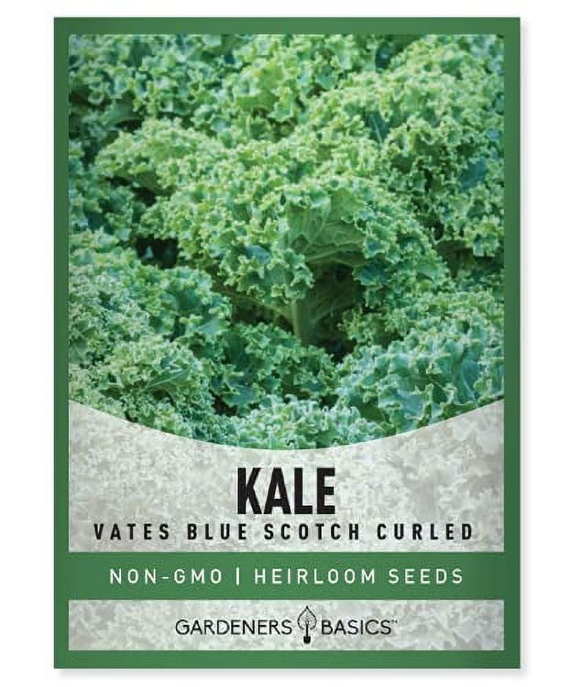 Kale Seeds for Planting Vates Blue Scotch Curled is A Great Heirloom ...