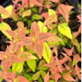 thumbnail image 1 of Kaleidoscope Abelia - 3 Gallon Pot, Live Semi-Evergreen Shrub, Full/Part Sun, Outdoor, 1 of 8