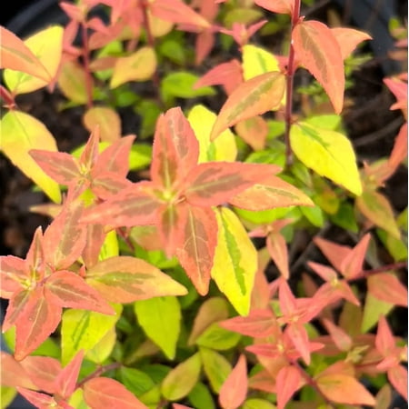 Kaleidoscope Abelia - 3 Gallon Pot, Live Semi-Evergreen Shrub, Full/Part Sun, Outdoor