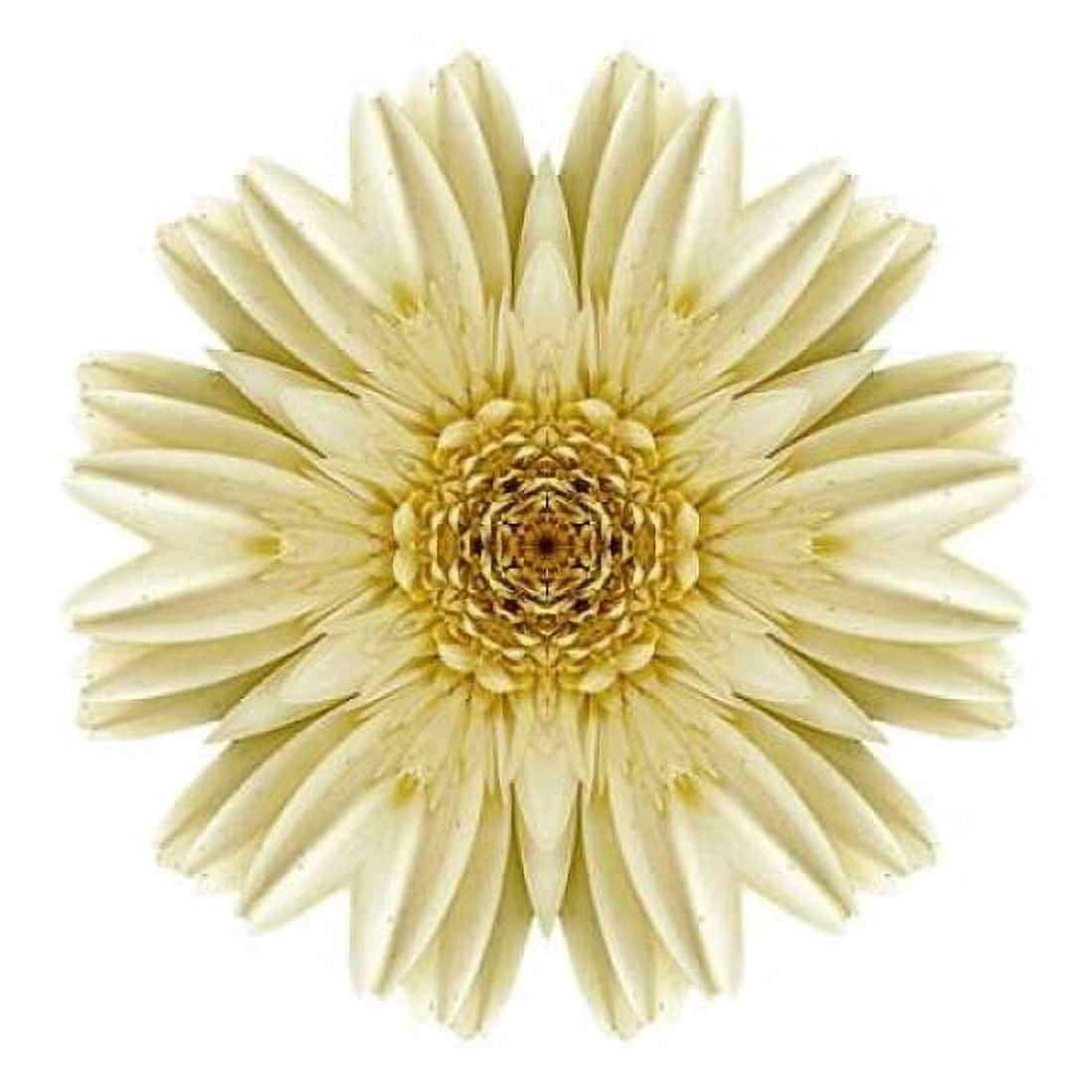 Kaleidoscope Daisy Canvas Art - David Bookbinder (24 x 24)