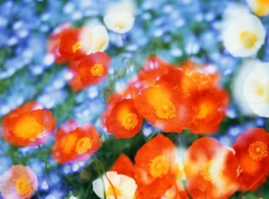 Kaleidoscopic flowers in blues orange and white Canvas Art - Panoramic Images (24 x 18)