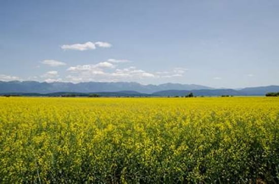 Kalispell MT Canvas Art - Amber Berninger (24 x 36)