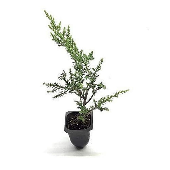 Kallay Juniper - 40 Live Plants - Juniperus Chinensis - Drought Tolerant Cold Hardy Evergreen Ground Cover